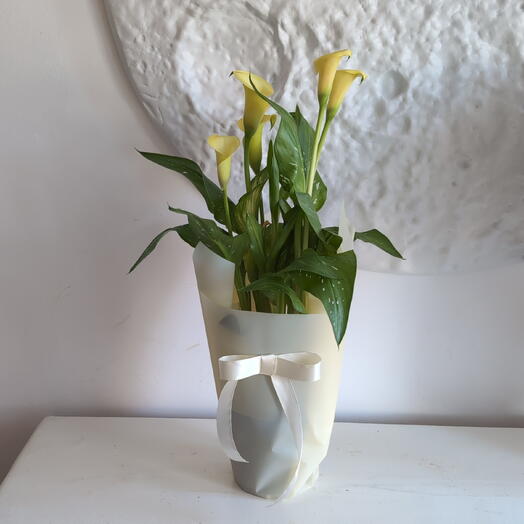 Растение Калла в горшке