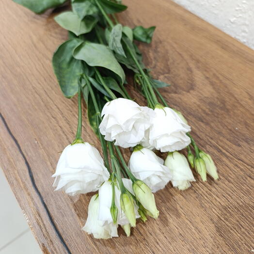 Лизиантус белый кустовой