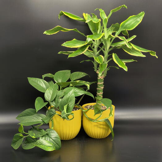 Набор неприхотливых комнатных растений Драцена и Эпипремнум