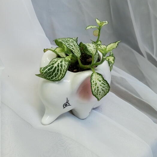 Фиттонии в кашпо слонeнке