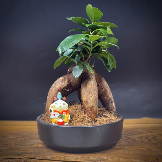 Бонсай Фикус Микрокарпа, 22см, 5 лет