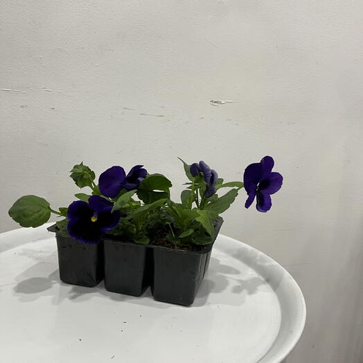 Рассада Виола фиолетовая в ассортименте