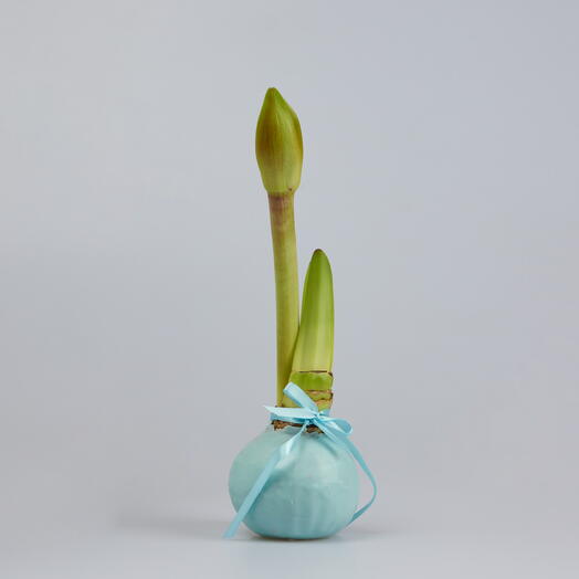 Луковица амариллиса в голубом воске