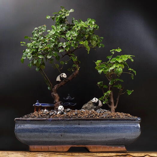 Пара бонсай сагеретия, 40см, 18 лет