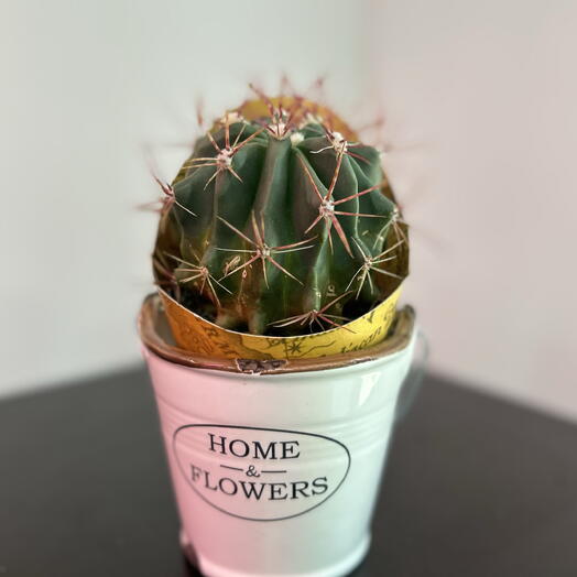 Маленький кактус в горшочке 🌵