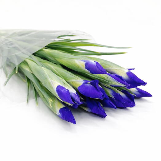 Пачка (15 шт.) Ирис Блю Мэджик 50 см