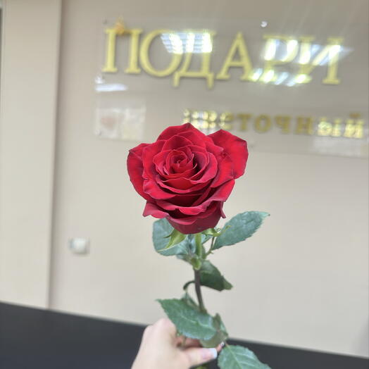 Роза красная