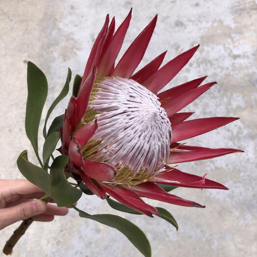 KönigFlower