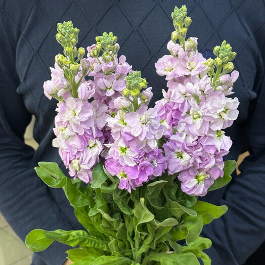 Пачка матиола розовая ароматная (5 шт)