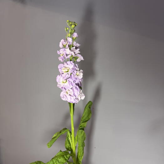 Маттиола сиреневая (1шт)💜
