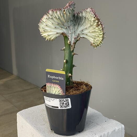 EUPHORBIA LACTEA CRISTATA кактус