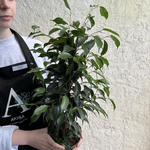 Фикус Бенджамина в горшке — живое интерьерное дерево 🌳