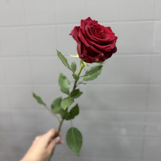 Роза красная Эквадор