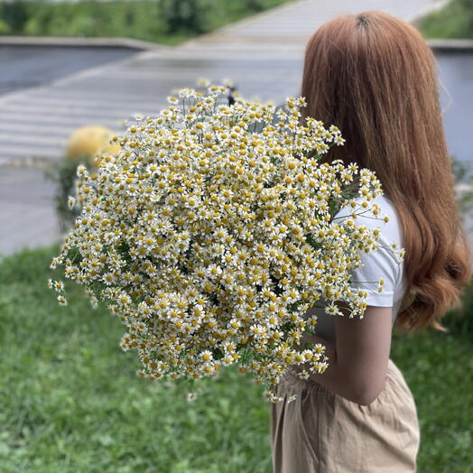 Ромашки охапка