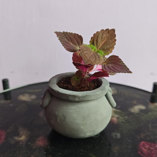 Колеус в котелке (2)
