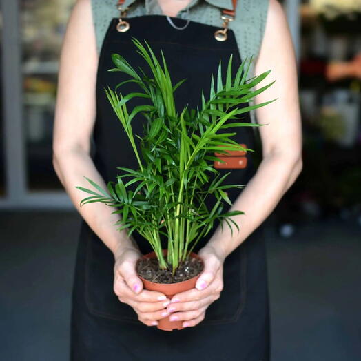 «Бамбуковая пальма» (хамедорея изящная, Chamaedorea elegans)