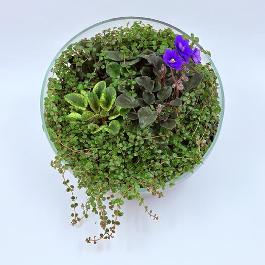 Florarium "Violet Paradise"