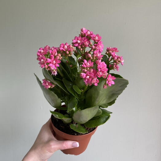 Каланхоэ