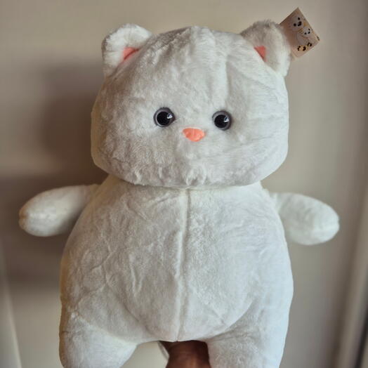 Кот