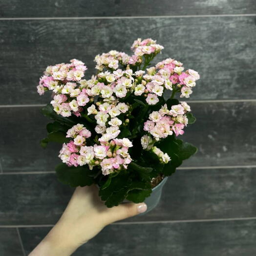 Каланхое розовый