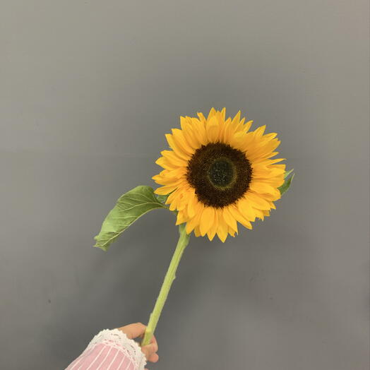 Подсолнух 🌻