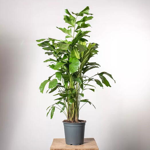 Caryota Palm – Exotic Fishtail Palm