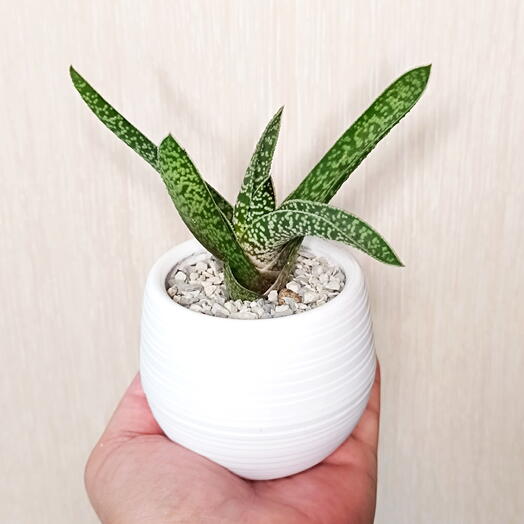 Экзотический суккулент Гастерия Бородавчатая (Gasteria verrucosa) в кашпо