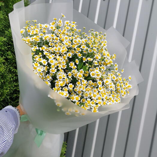 Матрикария🌼