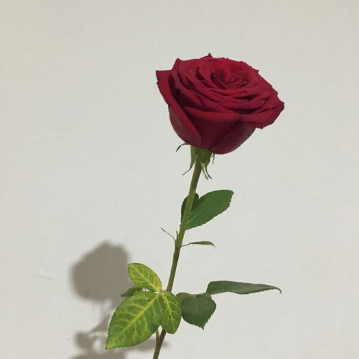 DREAM_FLOWERS_64