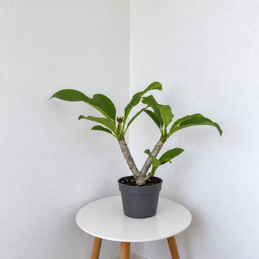 Plumeria – Tropical Beauty with an Exotic Fragrance