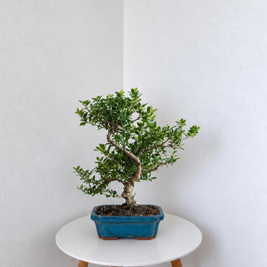Bonsai Ilex – Timeless Miniature Elegance