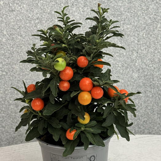 Паслен Solanum