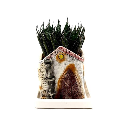 Алоэ Аристата (Aloe aristata) в керамическом горшке