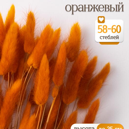 Лагурус оранжевый 60 шт. Высший сорт. Высота 25-35 см М232