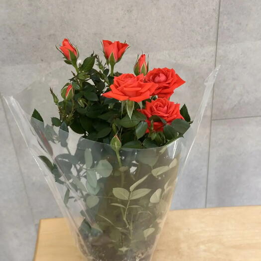 Миниатюрные комнатные розы (Rosa) оранжевая