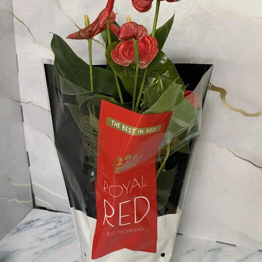 KiFlowers