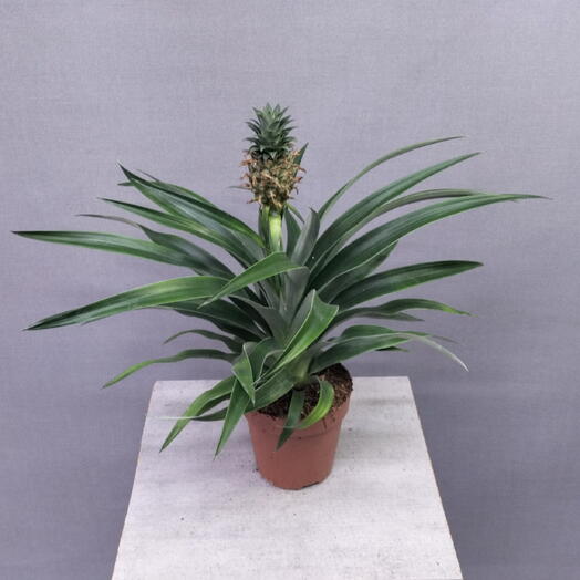 Ананас 🍍 в горшке