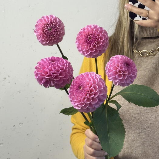Георгин розовый 💕