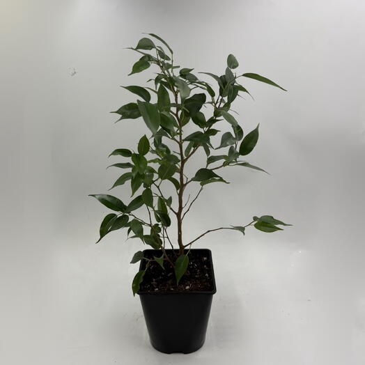 Фикус Бенджамина (Ficus Benjamina)