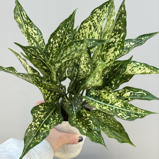 Аглаонема emerald