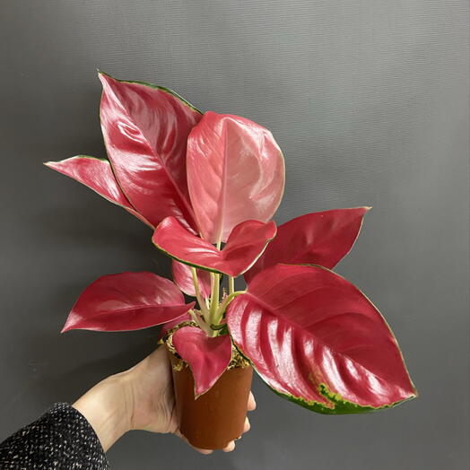 Аглаонема «Red Coral»