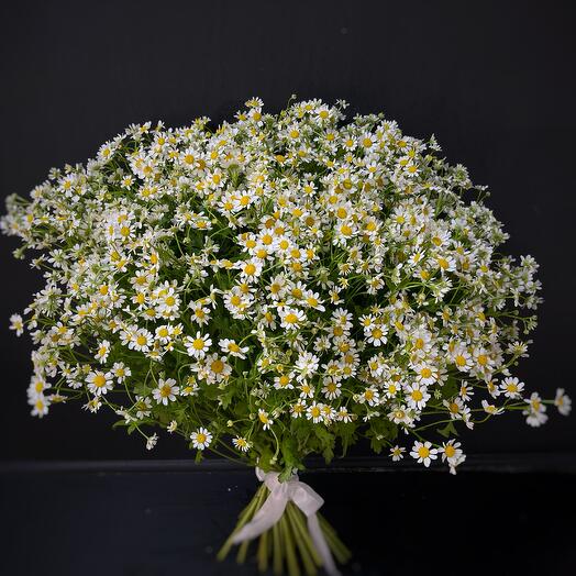 Букет из 35 ромашек (матрикария) (код 27)