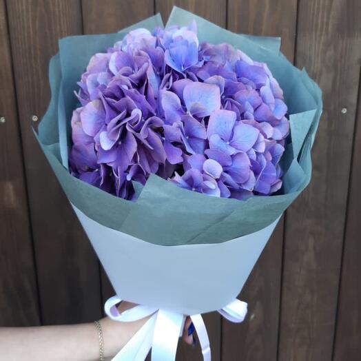 Hortensia
