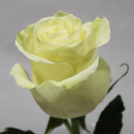 Rosa "Mondial"