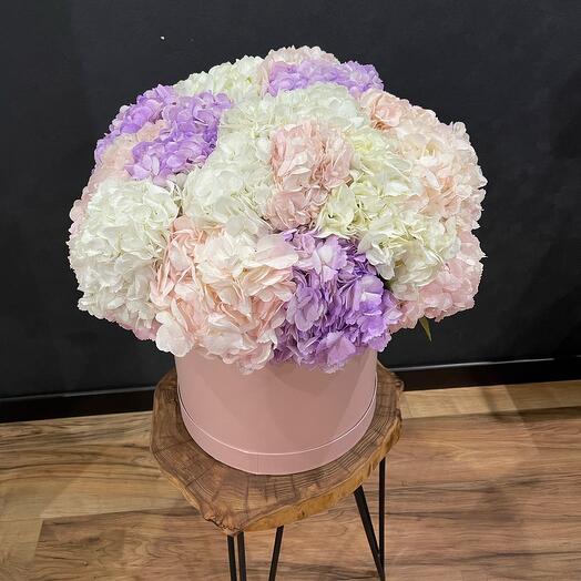 Hortensias en Caja