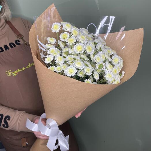 Chrysanthemum stalion