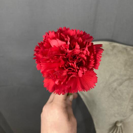 Clavel