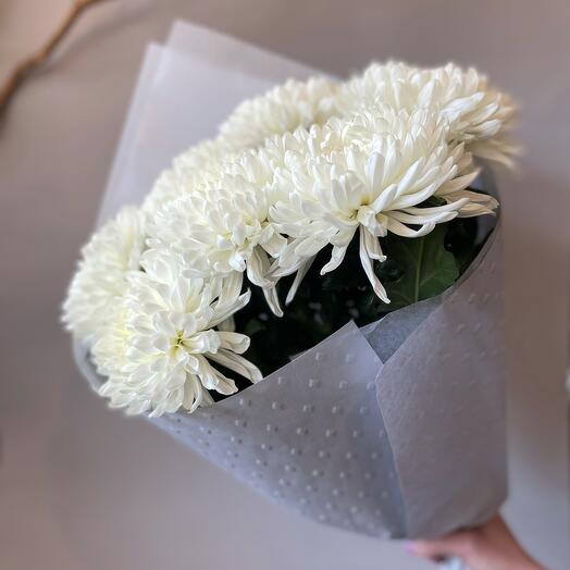 Chrysanthemum Antonov 7 pcs
