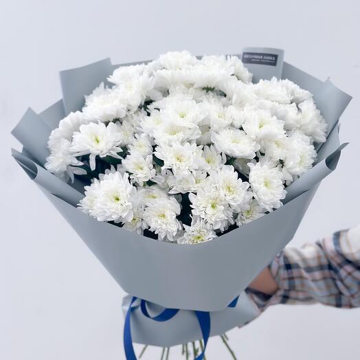 Chrysanthemum Cloud