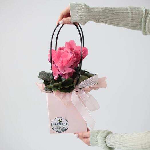 Cyclamen in the purse